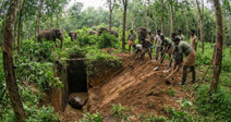 Workers assist a trapped elephant while others observe in the forest.
