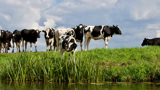 Unprecedented Livestock Alert as Bird Flu Hits Heartland Dairy Farms