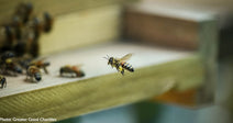 U.S. Honey Bee Colonies Continue on Downward Spiral