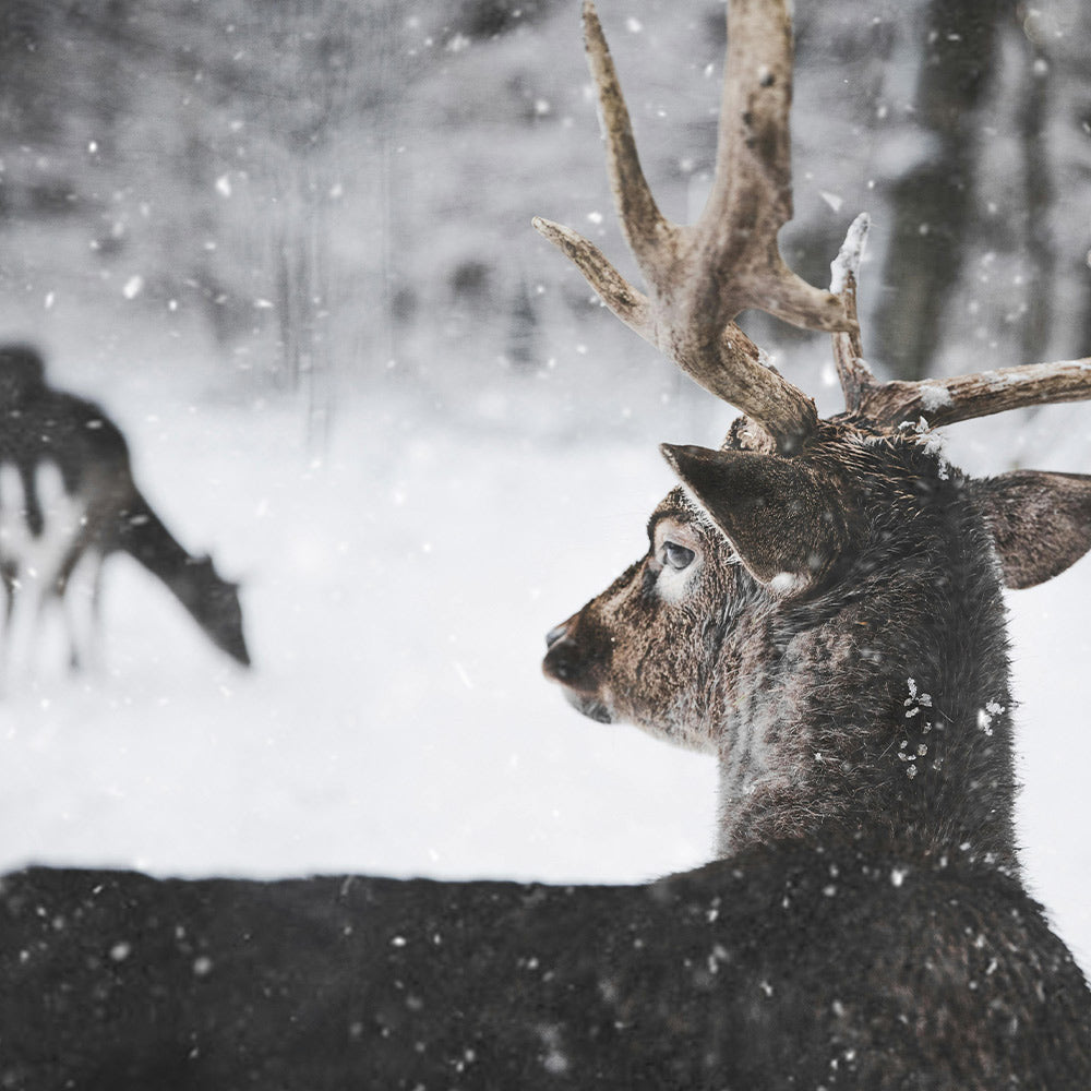 Stop Poachers From Stealing Wildlife And Robbing Americans