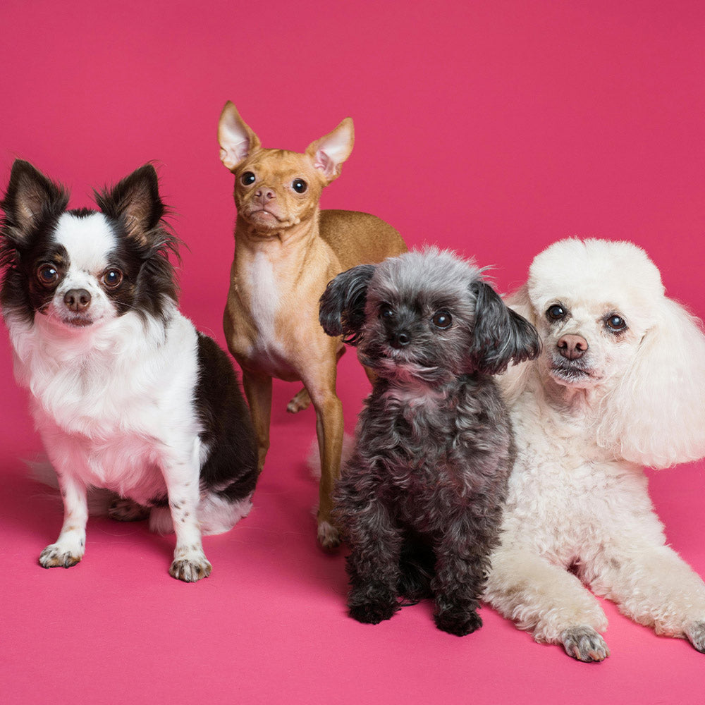 Tell the USDA to Punish Cruelty Not Excuse It