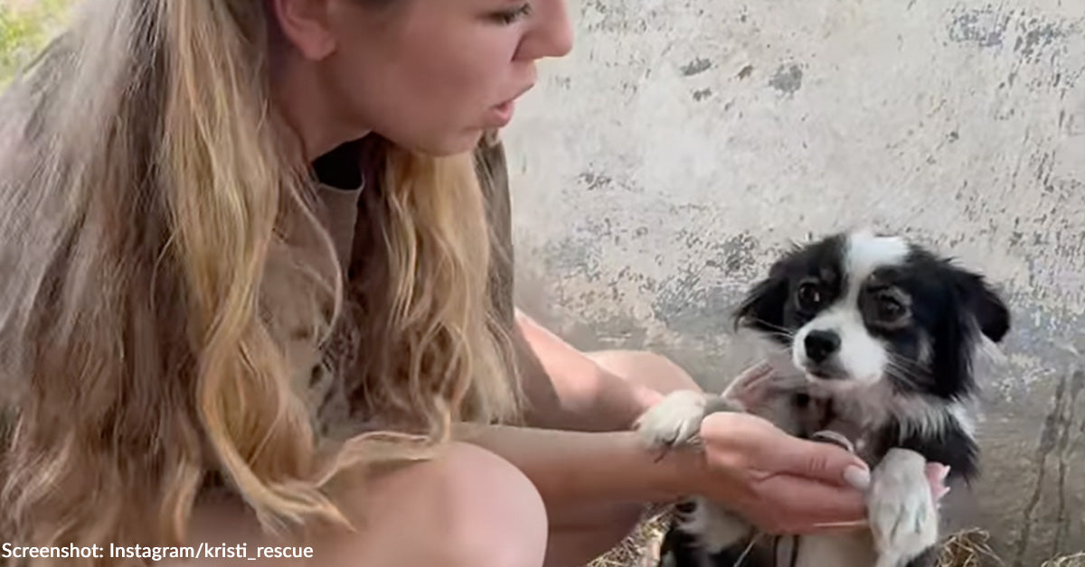 Deserted Ukrainian Canines Left Chained in Yard Lastly Rescued Deserted Ukrainian Canines Left Chained in Yard Lastly Rescued