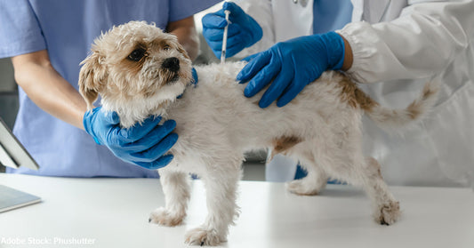 A small white and tan dog stands on a veterinary exam table while a veterinarian wearing blue gloves administers an injection into its back, assisted by another person in scrubs.