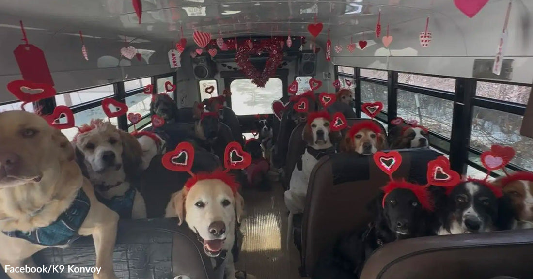 A bus full of dogs wearing red heart headbands, surrounded by hanging Valentine’s decorations inside the vehicle.