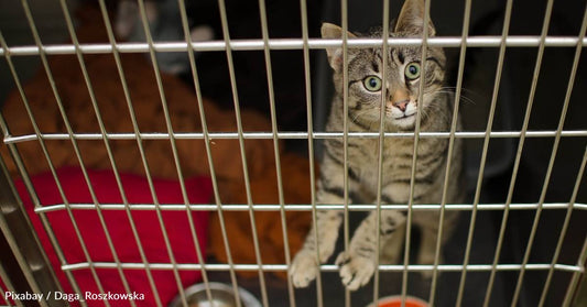 Animal Shelter Lets People Give Their Ex's Name to a Feral Cat, Who Will Then Be Neutered