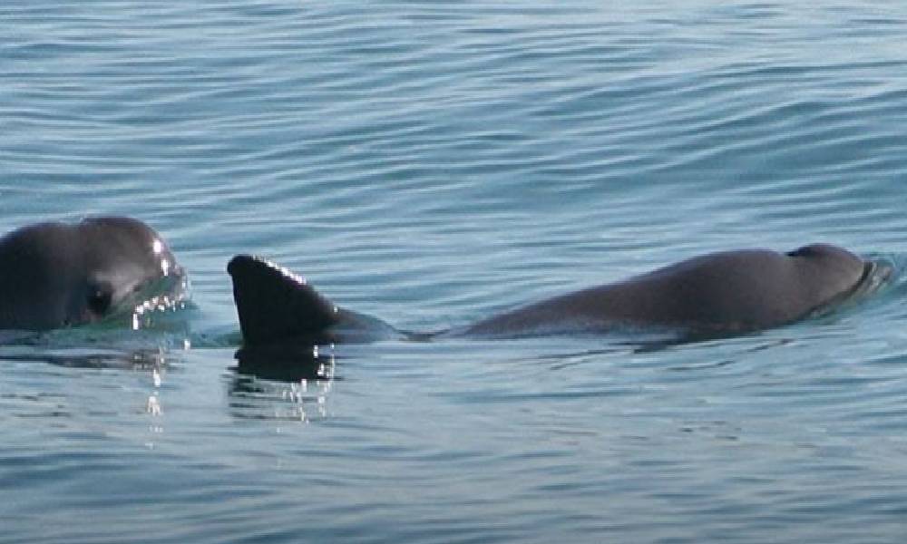 Saving the Vaquita: Mexico Must Take Action to Preserve this Endangered Species