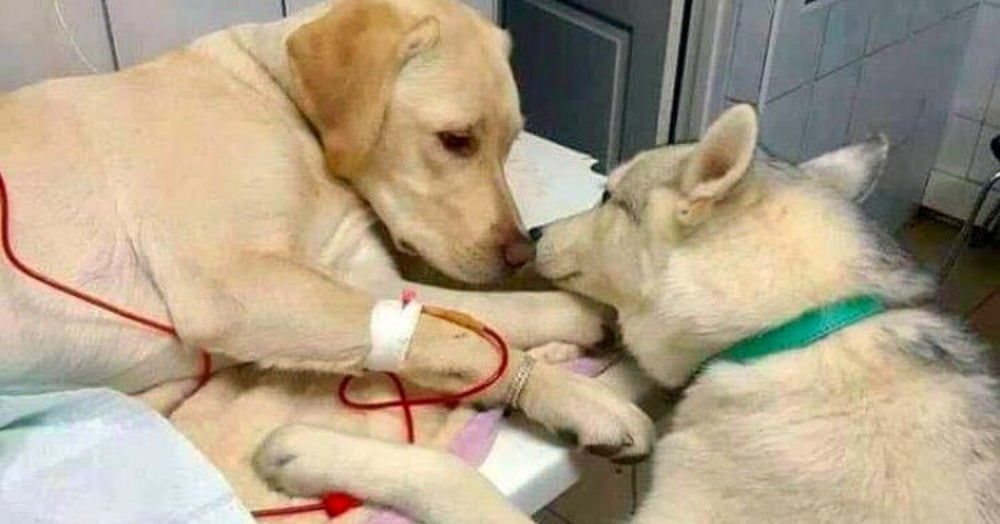 Veterinarian Has A Comfort Dog Assistant To Soothe Sick, Scared Pets | The Animal Rescue Site