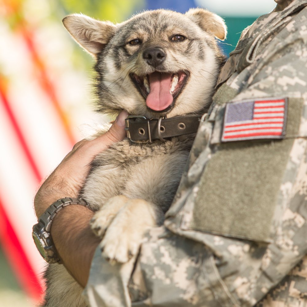 A smiling dog is held by a U.S. soldier in camouflage uniform, with an American flag visible in the background.