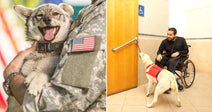On the left, a soldier in camouflage holds a happy small dog outdoors; on the right, a service dog helps a wheelchair user open a door.