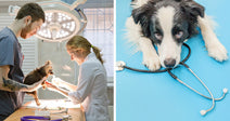 Split image: veterinarians treating a small dog in a clinic and a border collie with a stethoscope on a blue background.