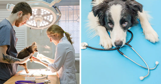 Split image: veterinarians treating a small dog in a clinic and a border collie with a stethoscope on a blue background.