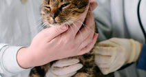 Veterinarians gently examine a tabby cat on a table, checking its health.