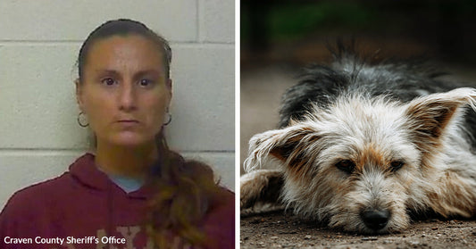 Mugshot of a woman next to a close-up of a scruffy dog lying on the ground.