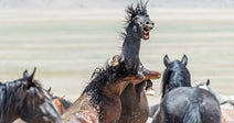 Two wild horses rear up and clash in a cloud of dust while other horses surround them on open land.