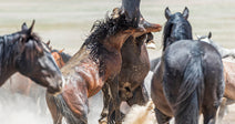Two wild horses rear up and clash in a cloud of dust while other horses surround them on open land.
