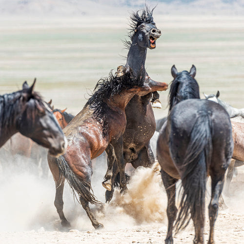 Two wild horses rear up and clash in a cloud of dust while other horses surround them on open land.