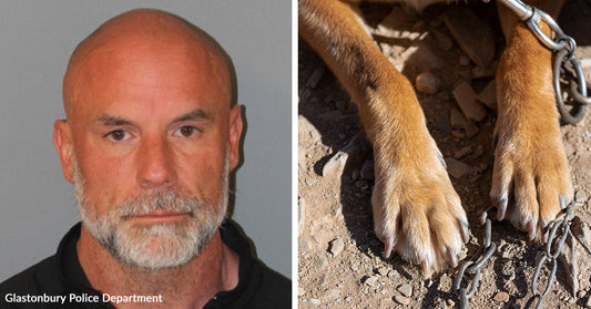 Split image of a woman’s mugshot and a dog’s legs confined behind a metal cage.