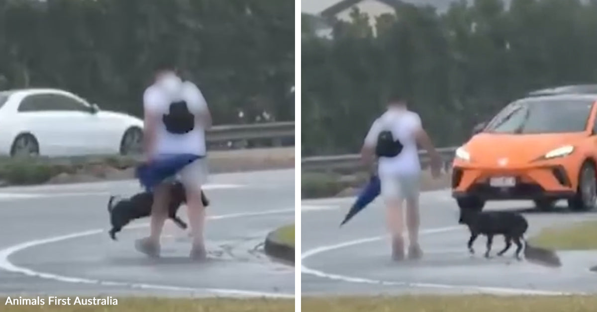 Viral Video Leads To Court Appearance In Cruelty Case | The Animal ...