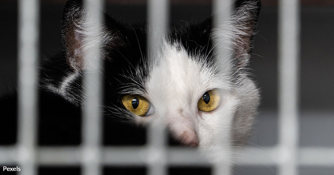 Serious Danger' at Breeding Facility As 120+ Cats and 6 Dogs Rescued