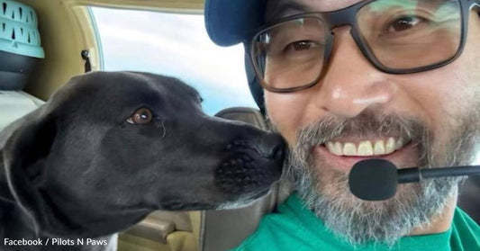 Volunteer Pilot Dies On Rescue Mission to Save Three Dogs