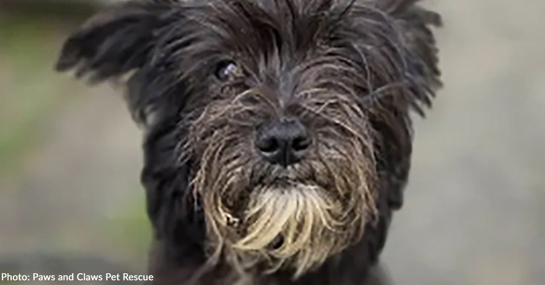 Close-up of a scruffy black dog with expressive eyes and a fluffy beard.