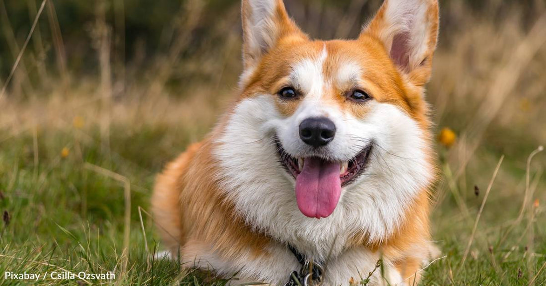 Abandoned Corgi Found Wandering, Woman Finally Catches Him After Multiple Attempts