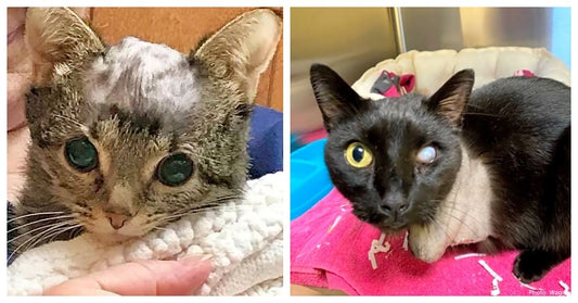 Abused Cat Gets Second Chance After Being Used For Target Practice