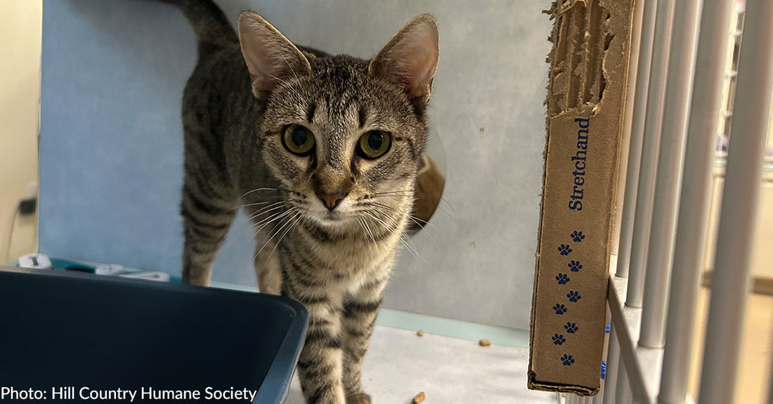 Timid Shelter Cat Comes Out Of Her Shell Thanks To Donated Scratch Pad