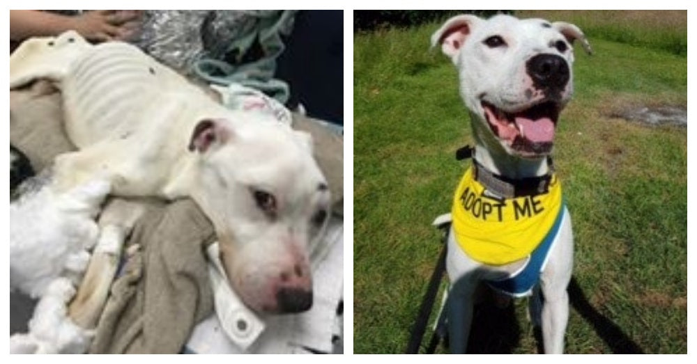 The "Thinnest Dog Ever Seen Alive" Has Recovered and Looks INCREDIBLE - Breaking USA News