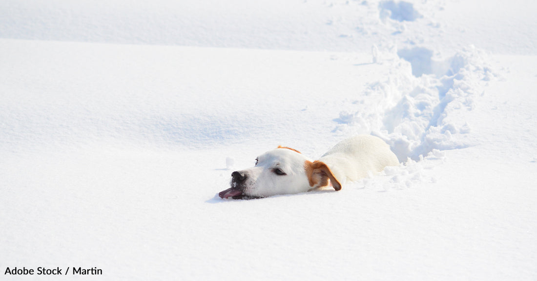 Don't Let the Cold Weather Harm Your Furry Friend: Tips for Keeping Pets Warm and Comfortable