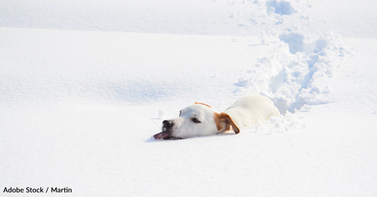 Don't Let the Cold Weather Harm Your Furry Friend: Tips for Keeping Pets Warm and Comfortable