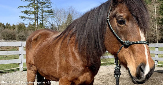 Rescue Horses Receive Much-Needed Halters, Hay Nets, & Jolly Balls Thanks To Your Support