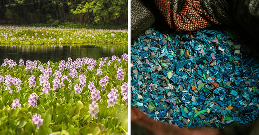 This Invasive Weed Is A Surprisingly Powerful Ally Against Ocean Microplastics