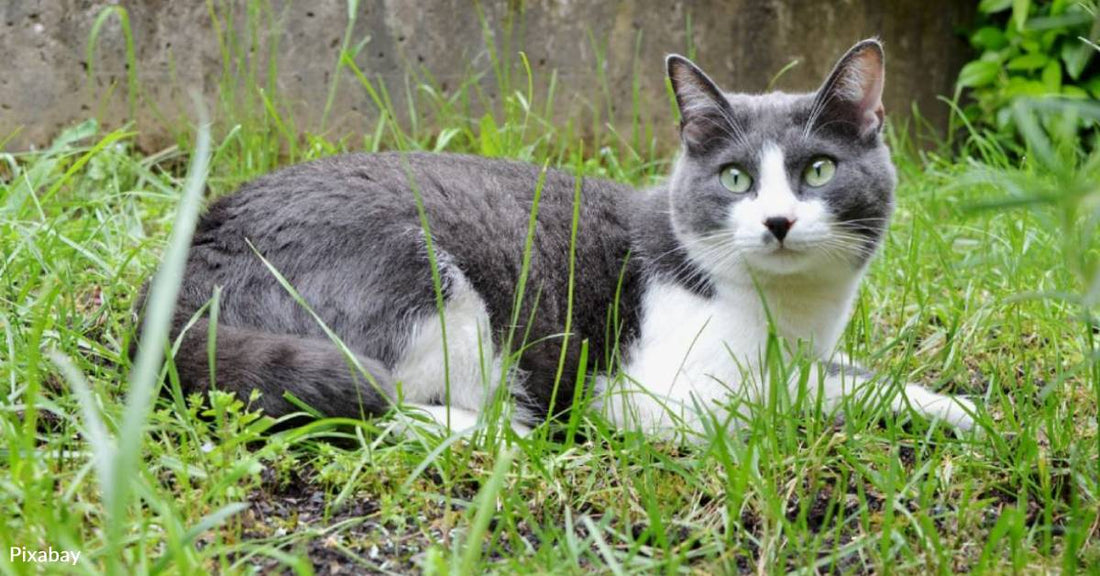Kitten Found On Roadside With One Eye Finds Hope In A Vet Office Waiting Room.