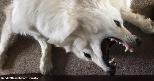 White dog playfully yawning on a carpet, showcasing its large teeth.