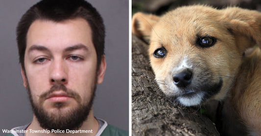 Left: Mugshot of a man labeled Warminster Township Police Department; Right: Close-up of a small brown dog resting its head on a log.
