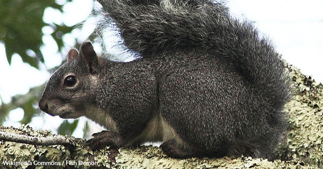 Protecting the Western Gray Squirrel: A Case for Endangered Species Act Protections