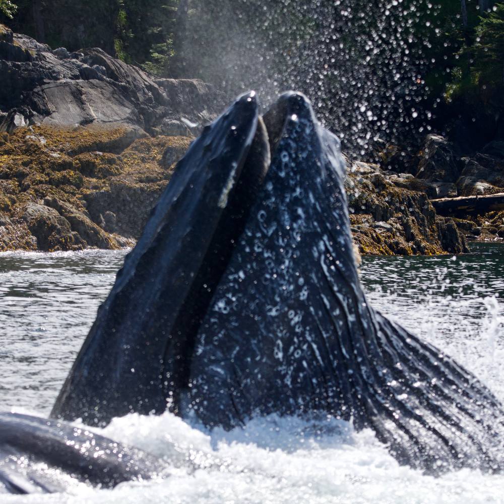 Don't Let Budget Cuts Sentence Whales to Death