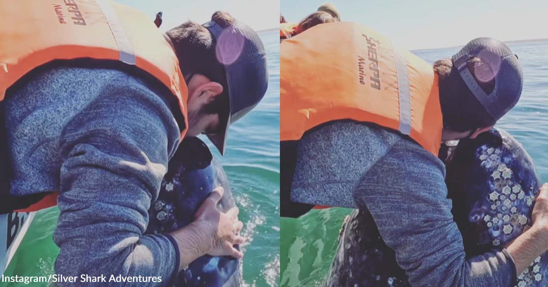 A Man and a Whale Shared a Surreal Moment with Kisses and Pets