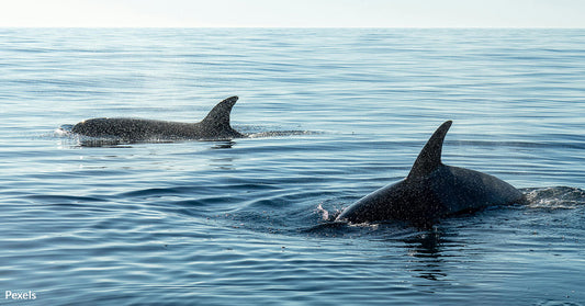 Noise Pollution Endangers Whales in Growing Ocean Crisis