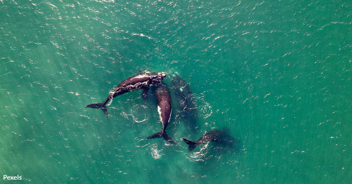 Whales Use Poop Clouds to Fend Off Orca Attacks in Dramatic Ocean ...