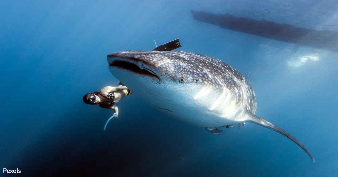 Vanishing Whale Sharks Signal Crisis in Marine Ecosystems