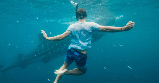 Whale Sharks in Indonesia’s Marine Paradise Bear The Scars Of A Tragic Past