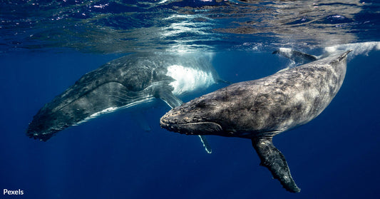 Maori King Pioneers Legal Leap for Whale Protections — Granting 'Personhood'