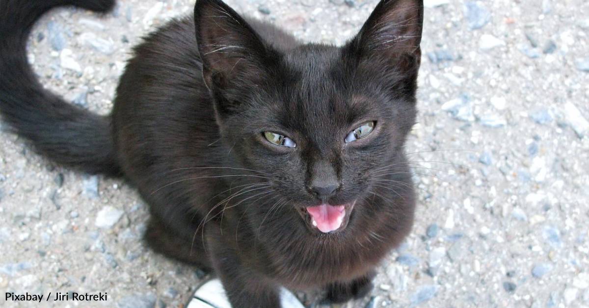 Which Cat Breeds Make the Most Noise: Top Vocal Feline Breeds Revealed