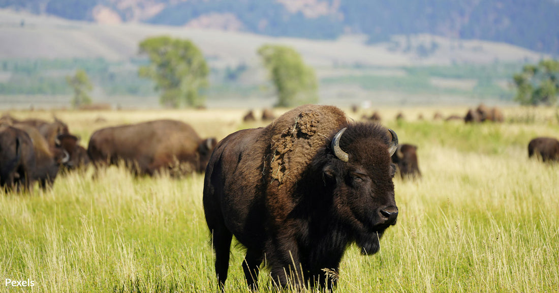 Rare White Bison Calf Born in Yellowstone Sparks Awe and Hope