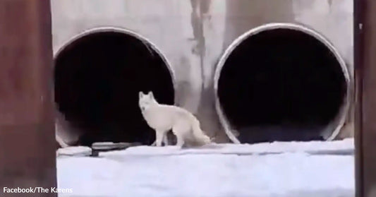 White wolf standing on snow in front of two large concrete drainage pipes above a partially frozen water channel.