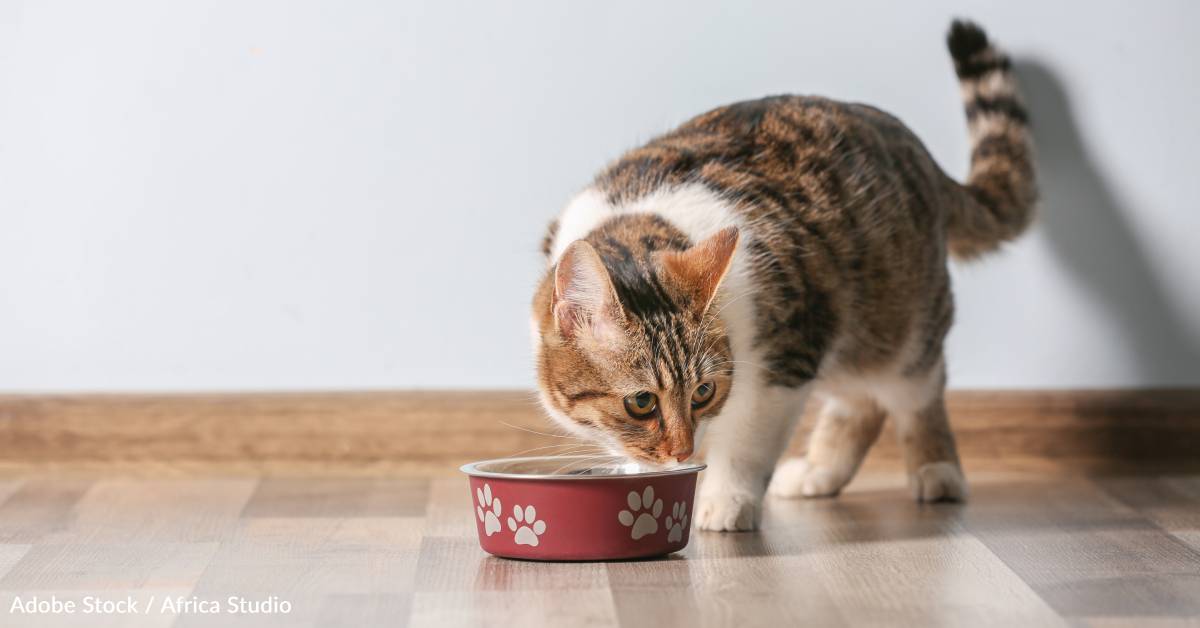 Why Are Cats Such Choosy Eaters, And How Can You Get Them to Eat? Why Are Cats Such Choosy Eaters, And How Can You Get Them to Eat?