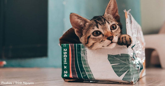Why Do Cats Like Boxes So Much? Here Are Six Reasons