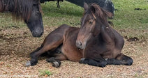 Corolla Wild Horse Unable to Stand on Her Own for Days Rescued